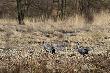 W drodze na Porzecze spotka�em park� �urawi tu� przy samej szosie. 