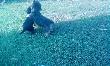 Wsp�lne zabawy Xeny i Sparty 