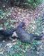 Postrza�ek znaleziony przez moje psy 