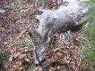 wilcze �niadanie , jego zostawi�y krukom , po kozie niewile zosta�o