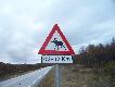 Foto 92: Teraz rysunki wsp�lczesne, i to nie naskalne: 
..od �osia norweskiego.