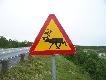 Foto 93: Teraz rysunki wsp�lczesne, i to nie naskalne: 
Podobnie renifer szwedzki..