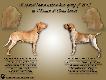 English Pointer & Bracco Italiano
Wszelkiej Obfitoci niech Wam przyniesie Nowy 2013 Rok... i niech Wam Br Darzy...!! 