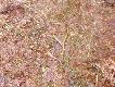 �smak 48cm,