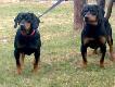 Mlody na11mcy .Przer�sl Gringa.Jest mocniejszy fizycznie,grubsza ko��,dlu�szy grzbiet i wy�szy