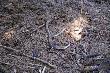 Dzi� zesz�oroczny �smak ale wygl�da jak �wie�y 
