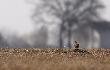Wiosenny �piew skowronk�w ma w sobie co� magicznego.