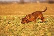 A t�dy chodzi nasz dziczek co noc na sto��wk� �r�dpoln�... Lub w�cham sobie rzepak:) 