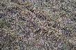 Dzisiejszy 14-stak,tylko 1,5kg,zobaczy�em go z ok 300 metr�w 
