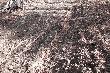 23.03.2012r
W ko�cu pierwszy �wie�y w tym sezonie.