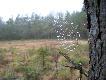 Przedwio�nie na g�uszcowym mszarze..