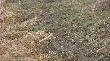 21-03-2012 Ju� liczy�em, �e reszta jest pod ziemi�, a to zn�w tylko "widliczny puzzel"...  