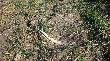 21-04-2012 Z daleka by�em pewien, �e to �wie�utki parostek...