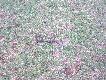 29.03 wypad na oziminy wynagrodzony 10takiem r�wno kg wagi
