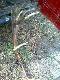 Mazowieckie byki te� s� �adne zrzut kolegi Jacka 
