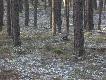 widziane w lesie
Na dzisejszym spacerze spotkaem tego ptaka nie wiem czy to jastrzb czy myszow ale mia problemy z lataniem ,ale nie byo szans aby go zapa wobec tego daem mu spokuj.PRZEPRASZAM ZA JAKO ZDJC
