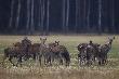 Napatrzy�am si� na spore ilo�ci jeleni. S� jeszcze byki z poro�em, kilka takich widzia�am. 