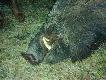 Co prawda mia�em jecha� w inne miejsce ale w drodze na �owisko telefon od gospodarza, zmiana plan�w i Hubert podarzy� 