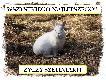 Oto jakiego "cudaka" spotka�em w lesie!
Ju� zosta� zaadoptowany!