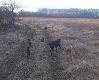 najlepiej idzie mu �apanie ma�ych terierk�w 