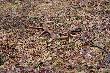 Jecha�em sobie przez las i w pewnym momencie widz� jak biegnie przez las byk z jedn� tyk�,zatrzyma�em si� i poszed�em w miejsce sk�d wybieg� i tu taki tego efekt,najmniejszy 12-stak jakiego podnios�em 0,65kg 