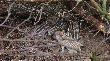 08-04-2012 Tysi�ce kilometr�w pokonanych w r�nych �owiskach i pierwsze tak bliskie spotkanie. Sesyjka trwa�a tylko chwile i w nogi...