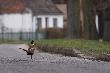 Pono� drobna w regresie? W miejscowo�ci Gudzisz ba�anty spaceruj� po asfalcie :)