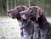 :):) Archie i kumpel KS Thor.... :)
