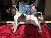 6 tyg.- IBIS z Czarciego Uroczyska - (Archie Keiviento x Fenka Kajmina)