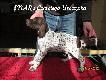 6 tyg.- INAR z Czarciego Uroczyska - (Archie Keiviento x Fenka Kajmina)