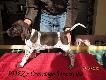 6 tyg.- INEZ z Czarciego Uroczyska - (Archie Keiviento x Fenka Kajmina)