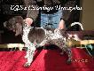 6 tyg.- IZIS z Czarciego Uroczyska - (Archie Keiviento x Fenka Kajmina)