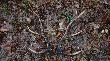 31-03-2012 Gdyby piecz�cie nie by�y kremowe to bym nie uwierzy� �e to zesz�oroczna para...