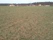 17.04 poranny wypad na oziminy i jest pierwsza �opatka:)