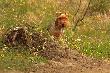 Bera.Mia�a szcz�cie, odebrana pseudohodowcy,"maszyna do robienia ps�w my�liwskich",trafi�a do zacnych ludzi,mi�o�nik�w terier�w walijskich. Mia�a wiele obra�e�,przesz�a trudne leczenie,operacje,jej nowy pan - my�liwy,docenia jej pasj�,ale traktuje Ber� jak rekonwalescentk�,dlatego p�ki co wi�cej spaceruj� ni� poluj�.