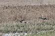 22-04-2012. Rano lataj� i awanturuj� si�. P�niej w ciszy zaleg�y na zalanych trawach. Potem troch� ciszy i po jakim� p� godziny do cz�ci g�si na wodzie do��czy�y te co wyl�dowa�y w trawach. Mo�e znosz� jaja a po zniesieniu schodz� z gniazd. Bo wysiadywanie dopiero po z�o�eniu ostatniego. I potem ju� s� cichutkie.