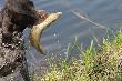 Wiosn� p�yn�c w zbiorniku hodowlanym bywaj� takie aporty...