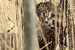 22-04-2012. Woda po kolana albo i g��biej. Ju� mu si� pysk przebarwia,