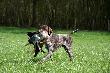 Archie z aportem gesi....:)