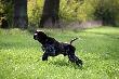 Archie w stojce......
