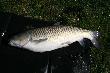 Amur 11,5 kg.