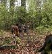 29.04.2012 ARCHIE Keiviento w miejscowosci Bramsche (Niemcy) w Klubie Artland Emsland zalicza test BTR - Bringtreuepr�﻿fung!!!! (bezwzgledny aport drapieznika)....teren byl bardzo trudny, las zakrzaczony, dodatkow gorzysty..... test ten polega na aporcie w tym wypadku lisa, ktory lezy w lesie min.2 godziny w odleglosci ok.150 metrow, Psa mozna wyslac wydajac tylko raz komende do poszukania, bez komendy aportu, pies ma max. 20 min na zrobienie tej konkurencji, na "koncu" znajduja sie sedziowie,odpowiednio daleko by ich pies nie zauwazyl ani nie zwietrzyl aby jednak widzieli lisa i psa przy nim, gdy pies znajdzie sie przy lisie a nie podejmie aportu nie zalicza konkurencji. :)))