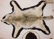 Wilk-jele� (deer) -sarna-dzik-karibu
Niekt�re trofea z Polski i z Kanady.

Wilk szary (Grey Wolf) z p�nocnego Ontario (2002).
Karibu z p�nocnego Quebec (2001)
Jele� wirginijski (White-tail Deer) - �smak z p�nocnego Ontario (2002).
Parostki koz��w z Polski (lata 80-dziesi�te) oraz z tego samego okresu i terenu (Pog�rze Dynowskie) szable i fajki dzika.