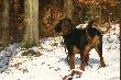 ARGON
Go�czy Polski - ARGON