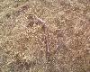 marcowy dwunastak. 
