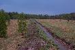 Zdj�cie ciekawostka. U�yta du�a lampa b�yskowa tzn b�yskawica. Zdj�cie zrobione w ciemno�ci. 