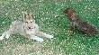 Wera i Sonia