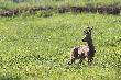 05-05-2012. S�o�ce ju� mocne by�o i fota byle jaka, ale kozio� zdrowy.