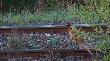 01-05-2012 Od rana wypatrywa� poci�gu... 