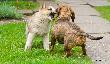 Ara z Wi�niowej Zagrody & Fero z Bukowego Wzg�rza 